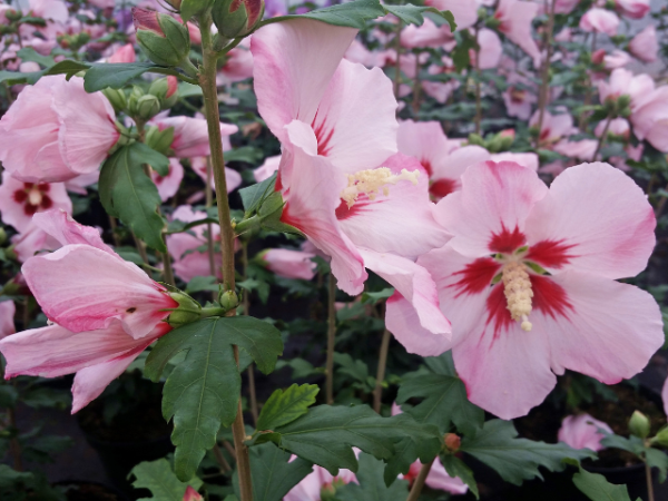 Rosen-Eibisch Hamabo - Hibiscus syriacus Hamabo